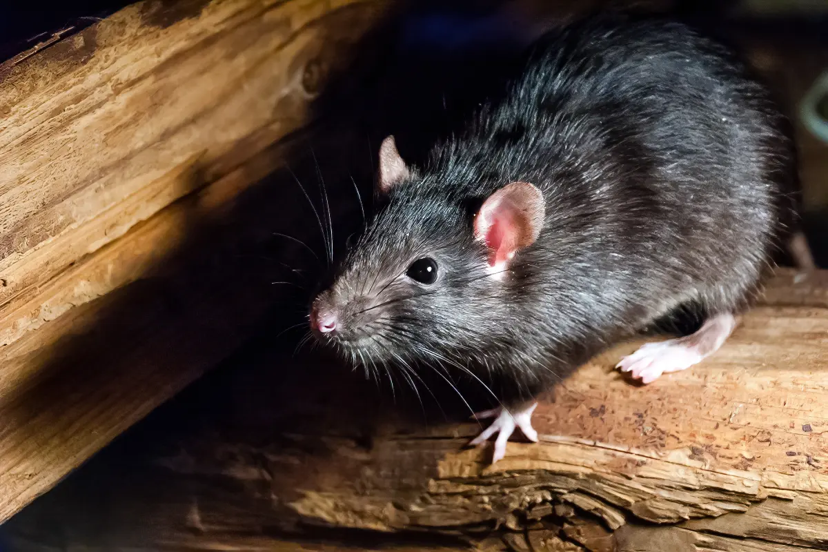 Wild rat in New Mexico tests positive for the plague following four confirmed cases in dogs