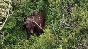 Woman hurt in brown bear encounter while hiking near Chugach State Park, Alaska