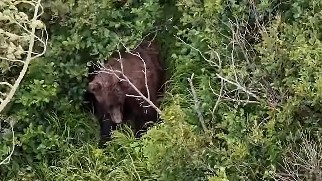 Woman hurt in brown bear encounter while hiking near Chugach State Park, Alaska