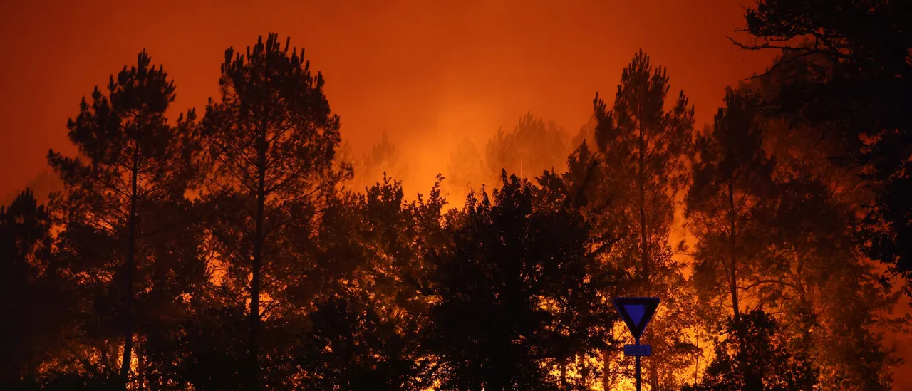 You Can Either Manage a Forest or Watch It Burn.