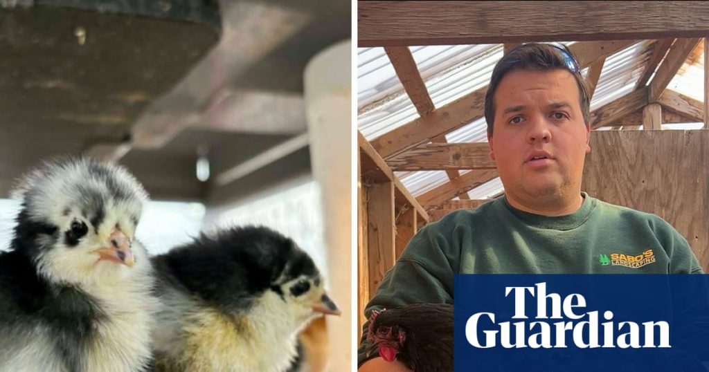 ‘The quiet was the hardest part’: after losing his entire flock, US poultry farmer now worries about bird flu
