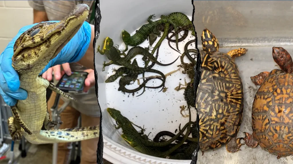 69 live reptiles discovered being smuggled at the Mexico border in wildlife operation