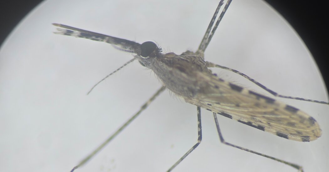 A Fast-Spreading Invasive Mosquito Poses a Serious Risk to Cities in Africa