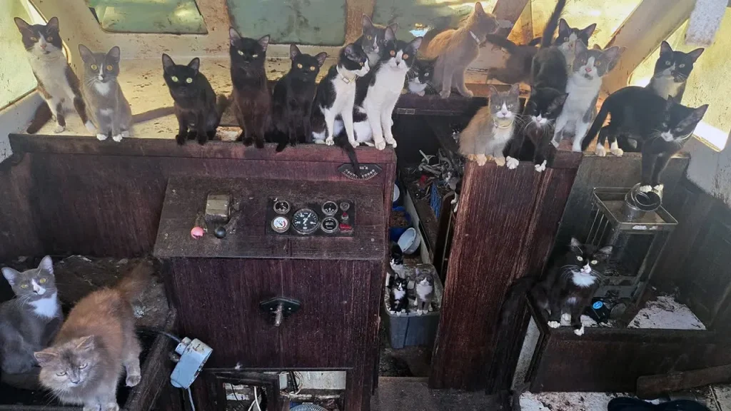 Abandoned sailboat discovered with 60 cats near Owens Beach, WA