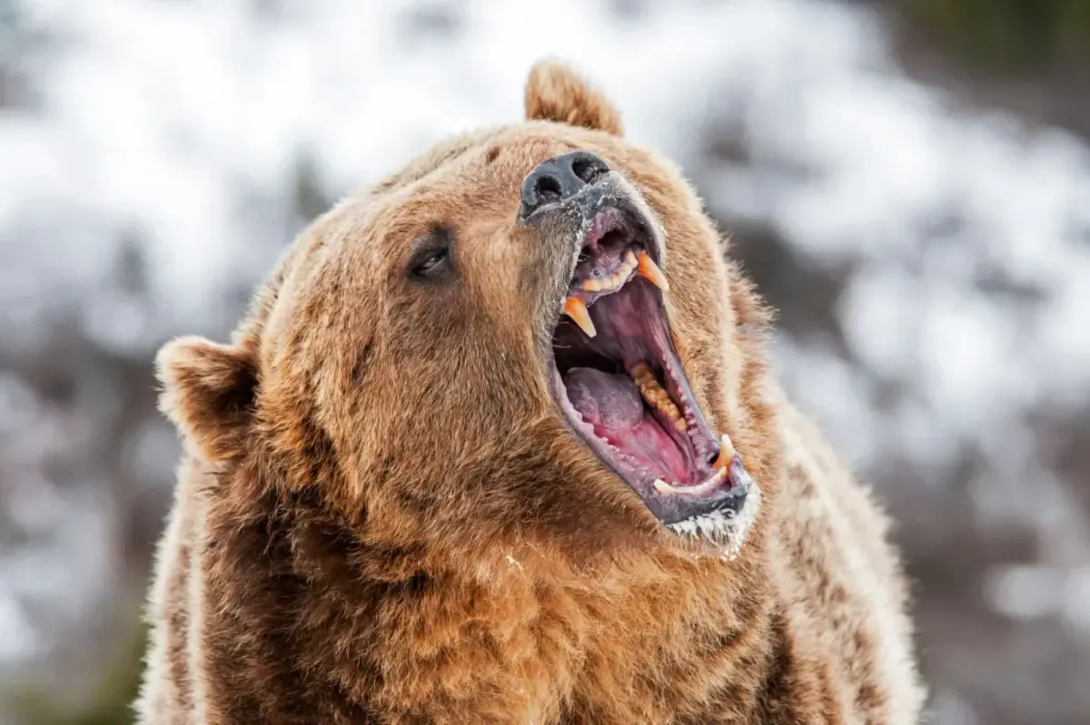 Alaska runner taken to hospital after using bear spray to fend off a brown bear on a trail