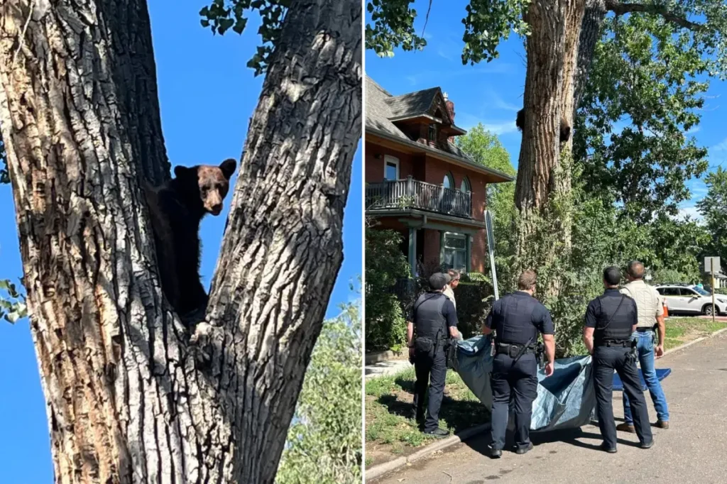 Bear in Colorado falls from tree after being tranquilized by wildlife officials