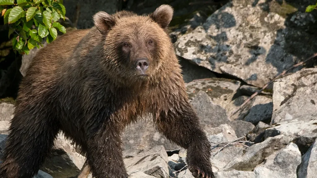Bear spray protects Alaska runner from brown bear encounter on trail