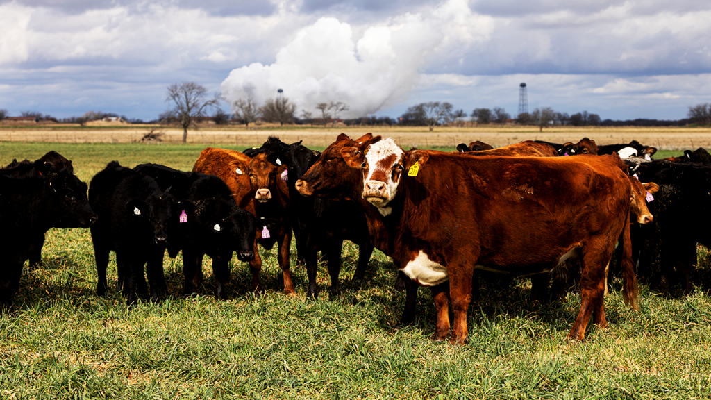 Beef prices rise almost 12% as the US cattle population reaches a 70-year low