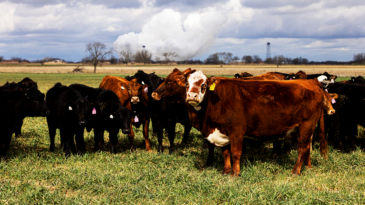 Beef prices rise almost 12% as the US cattle population reaches a 70-year low