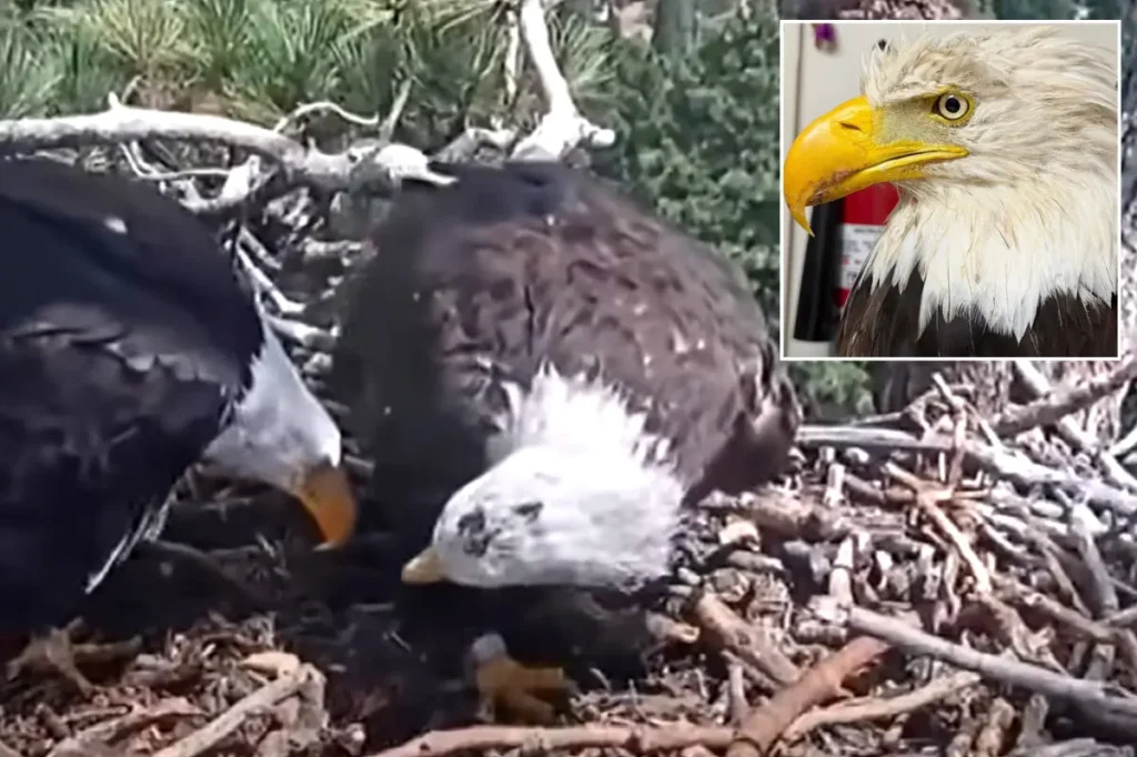Big Bear bald eagle Shadow spotted with new mate following Jackie's passing