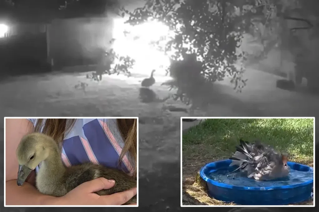 Brave 4-month-old goose warns Texas family about barn fire during the night