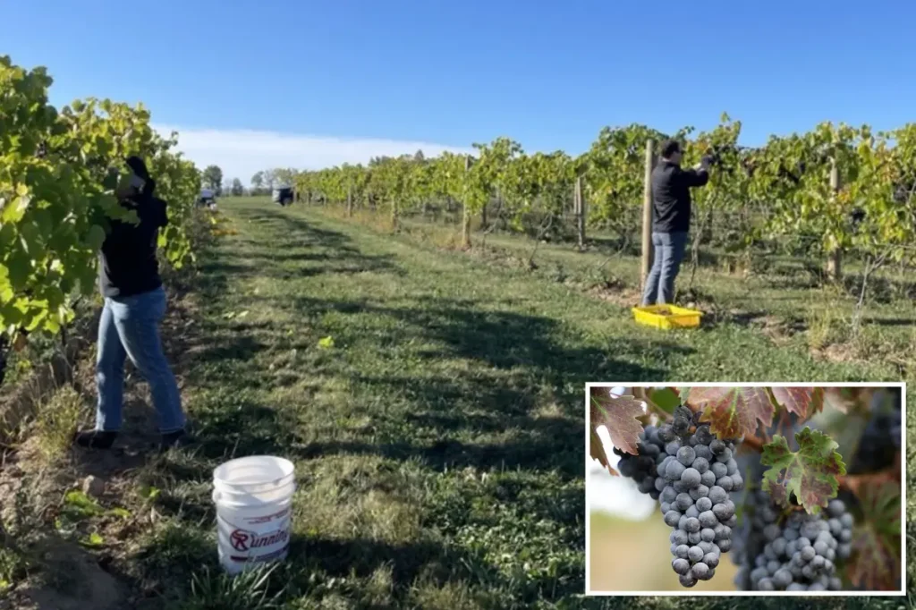 California winery to cut workforce by dozens