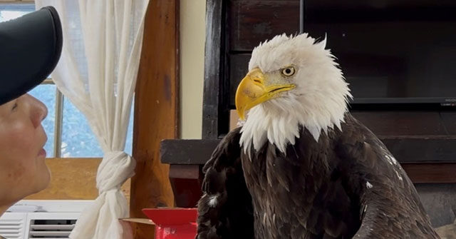 Cherished California Bald Eagle Jackie Passes Away Following Unexplained Illness