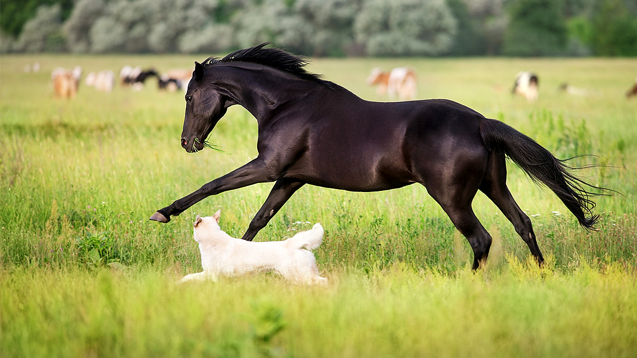 Countrywide recall announced for pet medication due to glass fibers