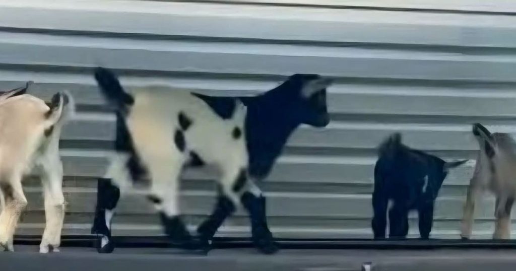 Four infant goats are found to have rabies at a petting zoo in North Carolina