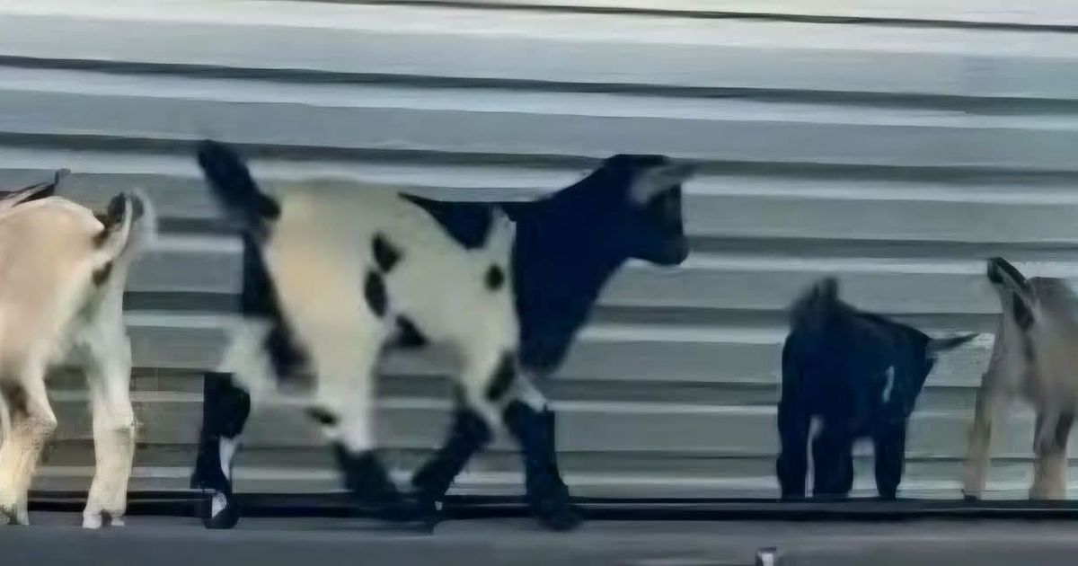 Four infant goats are found to have rabies at a petting zoo in North Carolina