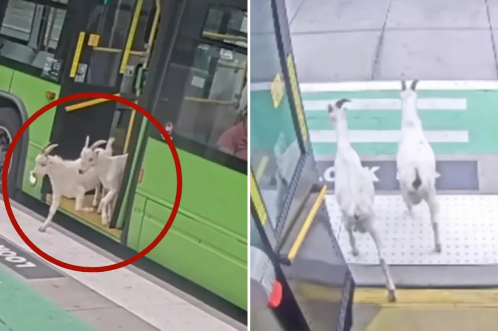 Goats that skipped their fare are back home after riding a public bus in Portland during the morning rush.
