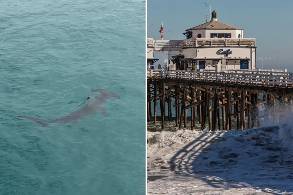 Hammerhead shark seen near Malibu coast in trending video