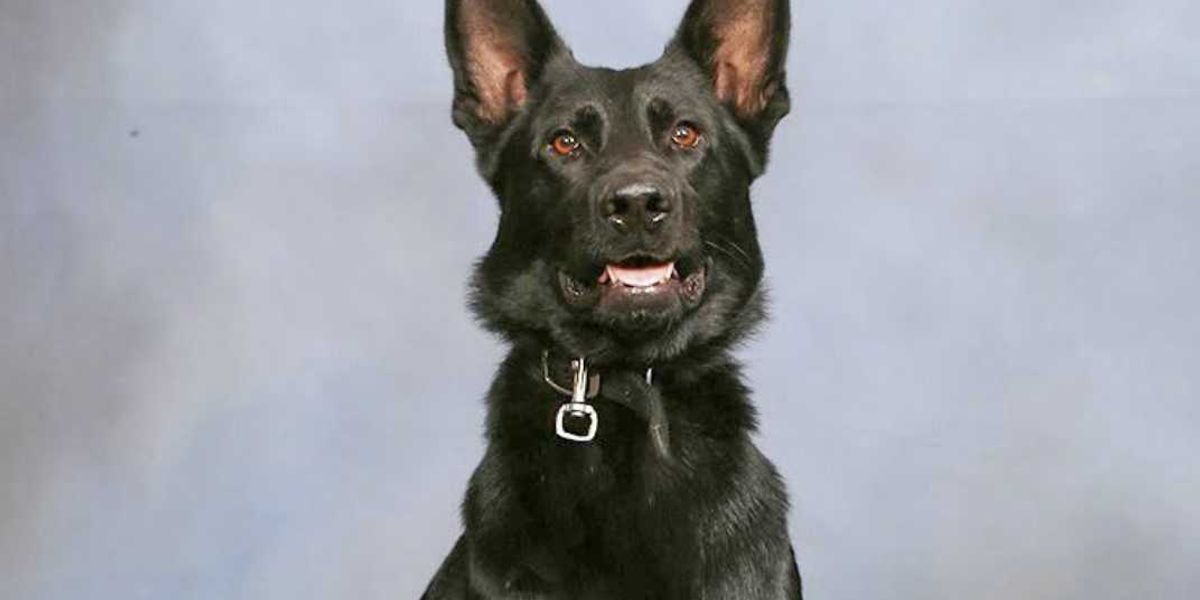 Heroic police dog gets shot while protecting deputies — then makes an incredible recovery that has officers cheering