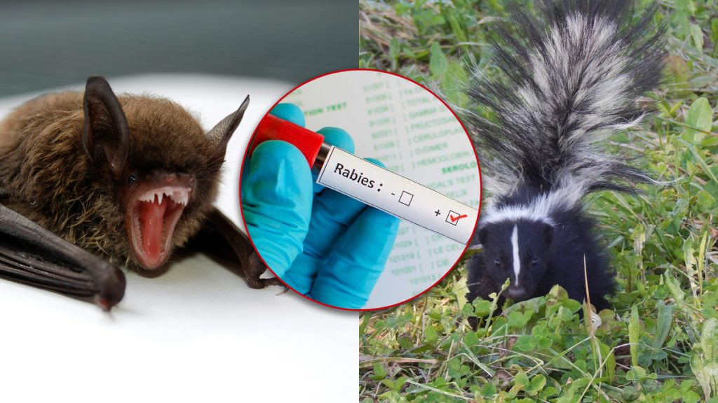 In four counties of South Carolina, rabid skunks and bats were discovered.