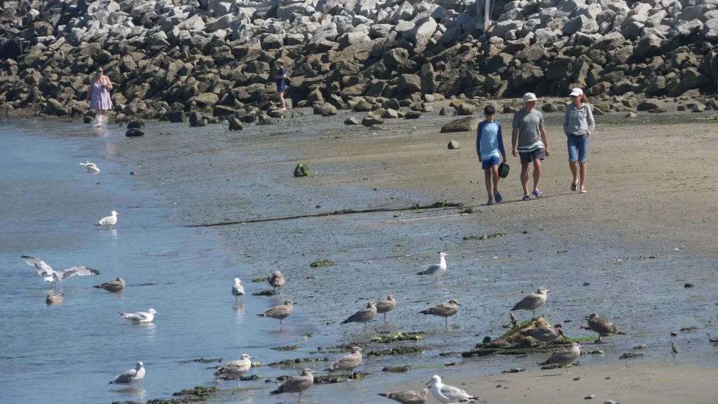 Increase in shark sightings at Maine beaches this summer
