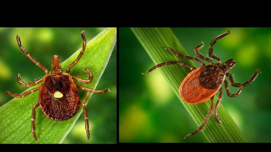 Is this the worst tick season Long Island has ever seen? How specialists assess the issue.