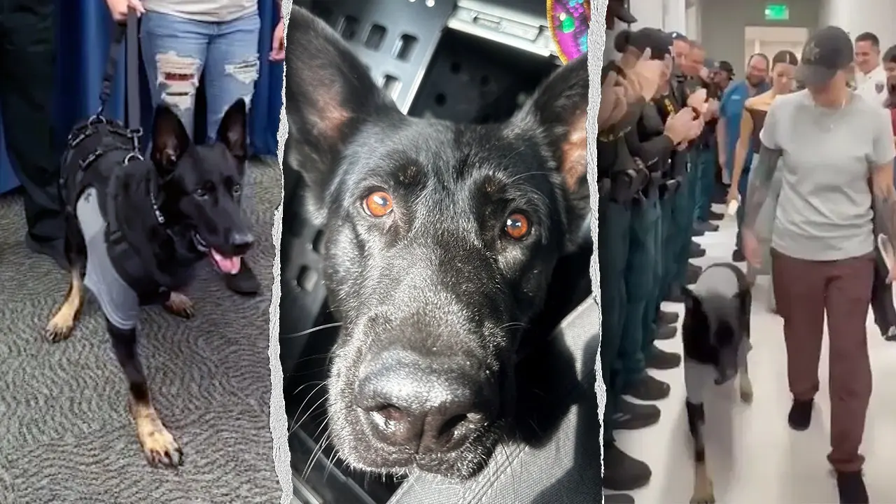 K-9 Ace, the German shepherd, is back at the Polk County Sheriff's Office.