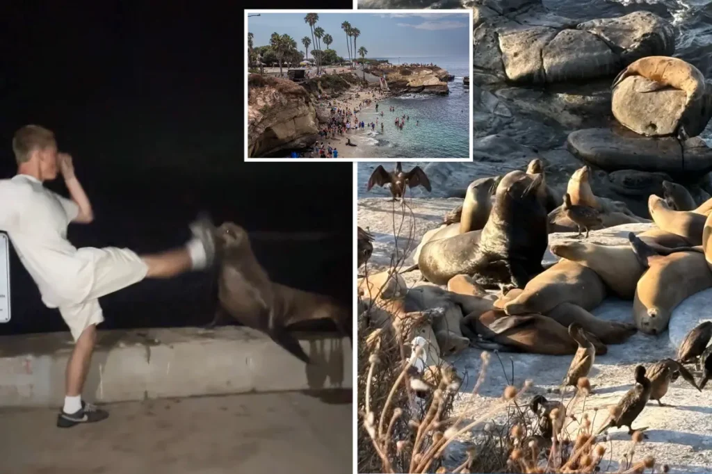 La Jolla officials consider serious actions after teenager filmed kicking sea lion