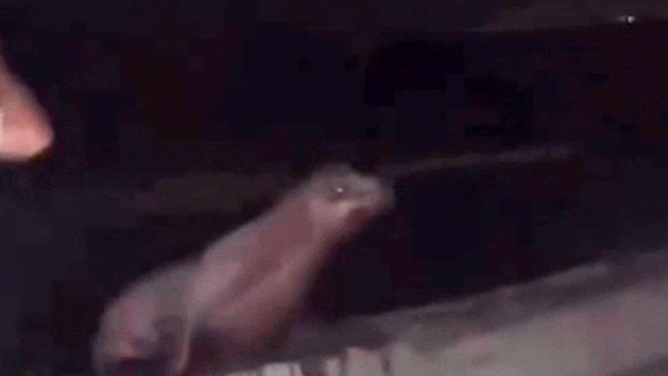 La Jolla teenager admits to kicking a sea lion under federal law