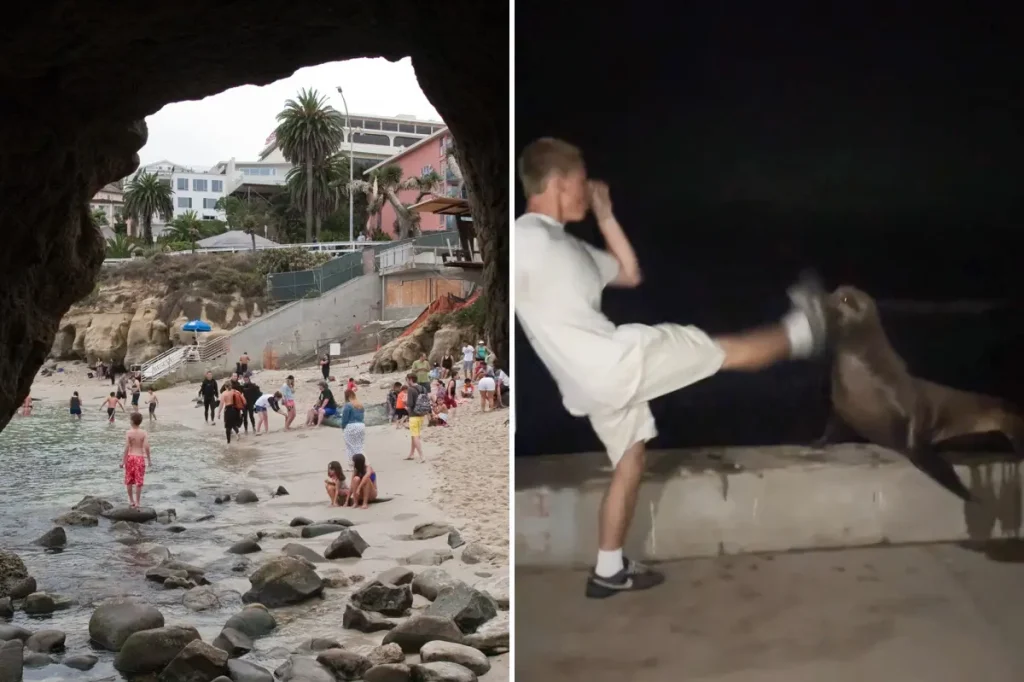 La Jolla teenager faces consequences after kicking defenseless sea lion in viral incident