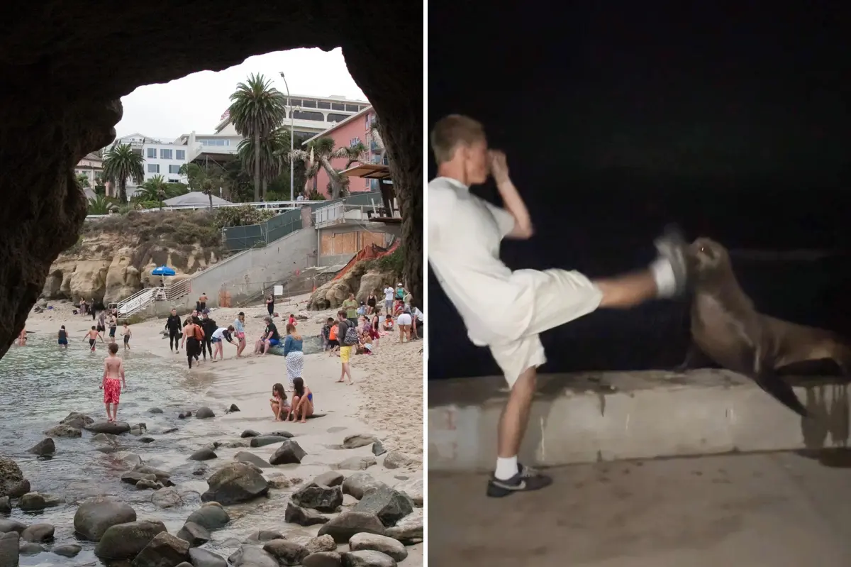 La Jolla teenager faces consequences after kicking defenseless sea lion in viral incident