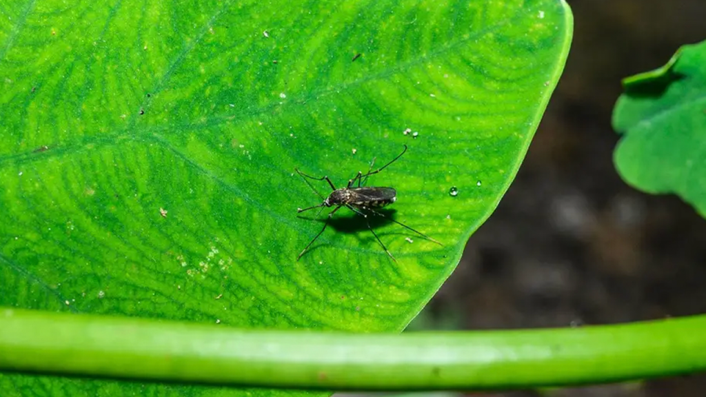 Laser mosquito device uses lidar and AI to eliminate insects for less than $1,100