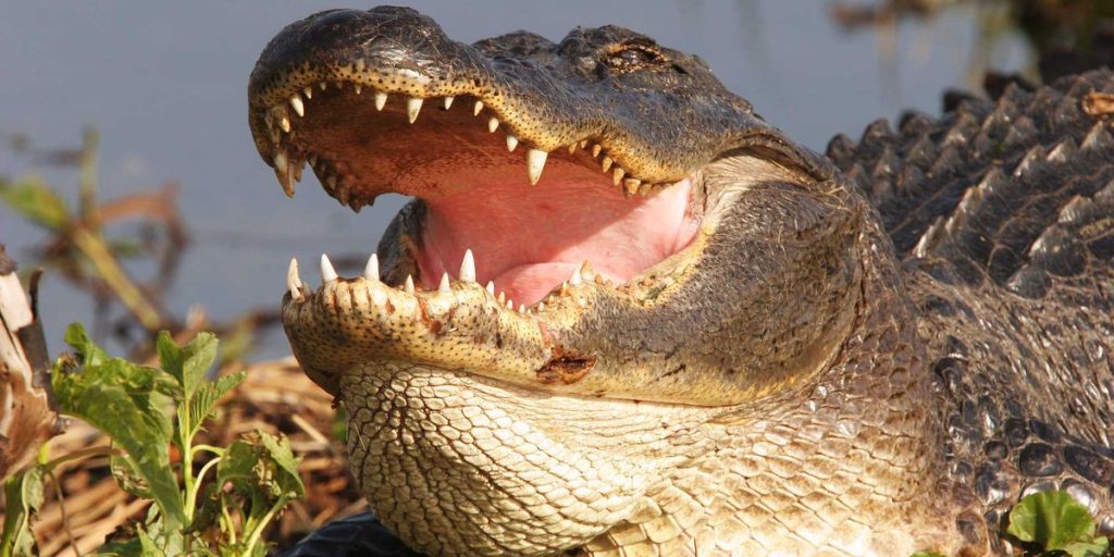 "Like a missile": Heroes step in to help Florida woman from alligator — but at a tragic cost