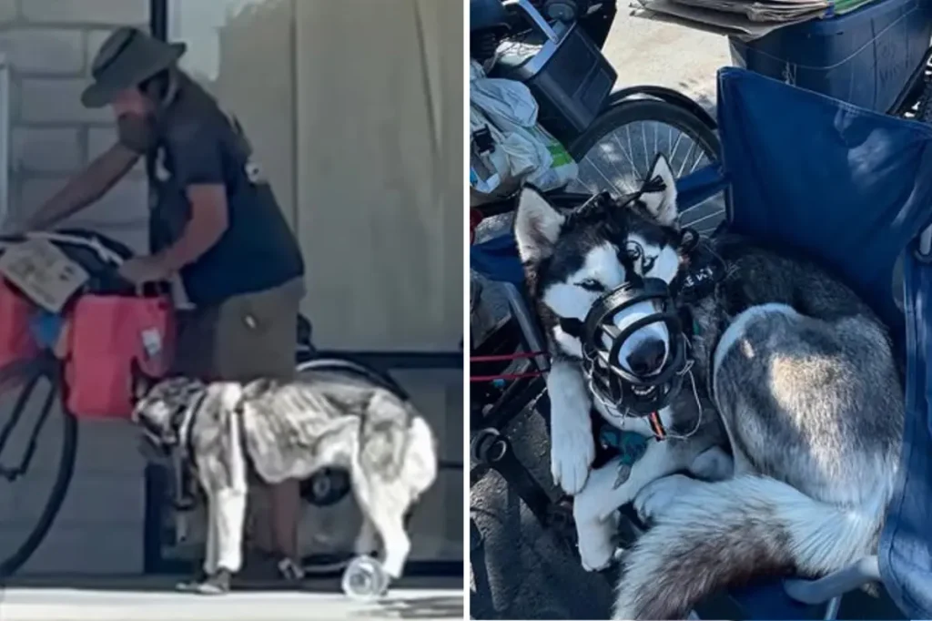 Merced police save &lsquo;Sweetie&rsquo; the husky from suspected mistreatment
