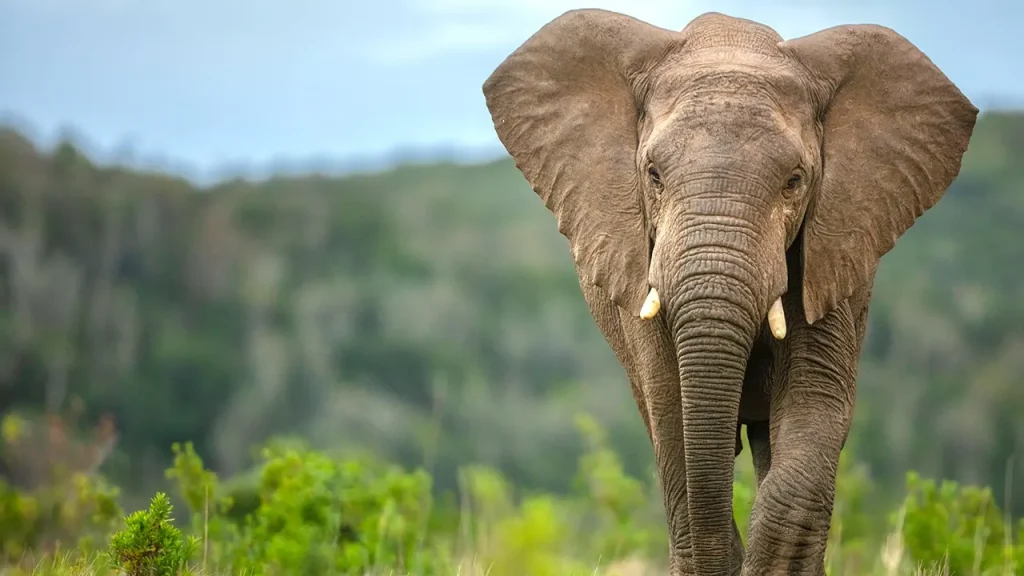 New study reveals oldest signs of elephant butchery at Olduvai Gorge