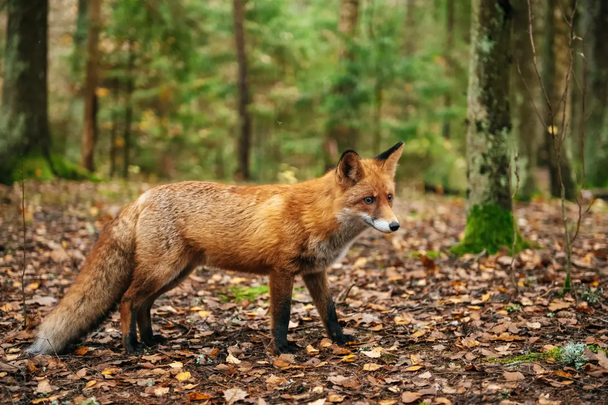 Officials caution about a potentially rabid fox wandering through this NYC borough.