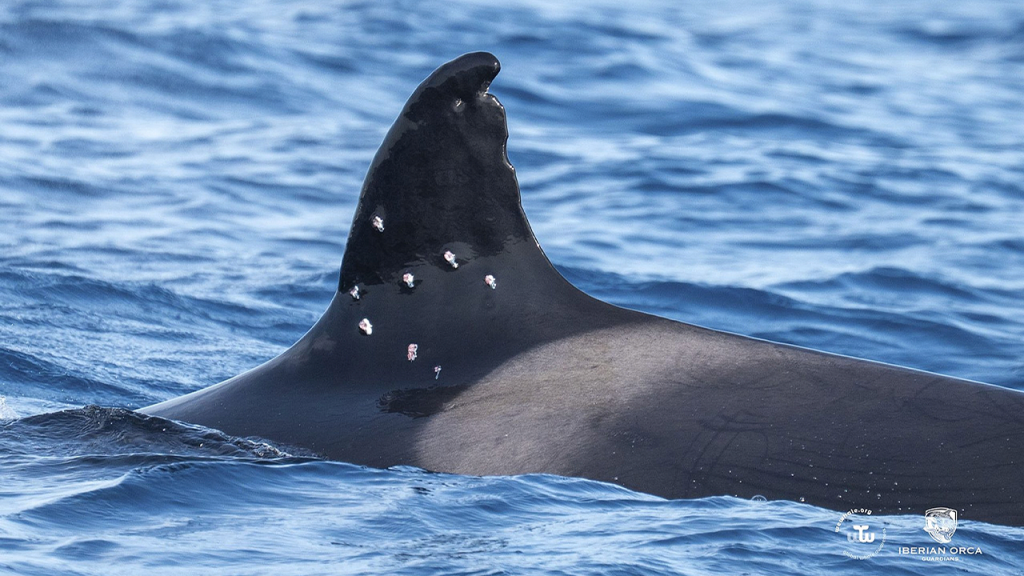 Orca in Iberia discovered with possible gunshot injuries, investigation underway in Spain