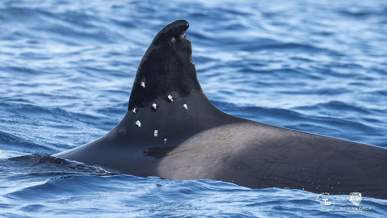 Orca in Iberia discovered with possible gunshot injuries, investigation underway in Spain