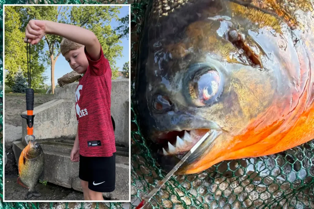 Pennsylvania boy aimed to catch a bass but ended up with a piranha.