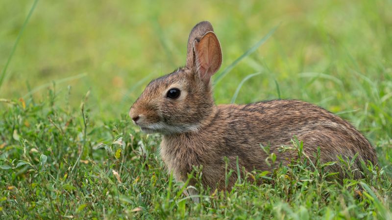 Possible cases of rare tick-related 'rabbit fever' in New York