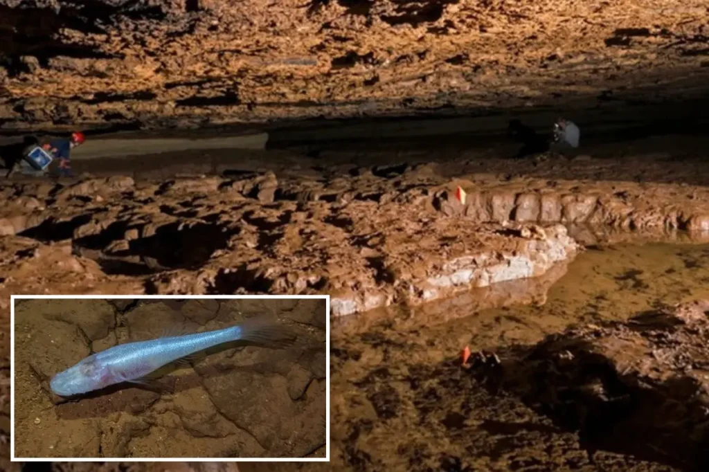 Researchers find a new type of 'demon cavefish' in a well-explored cave in Alabama