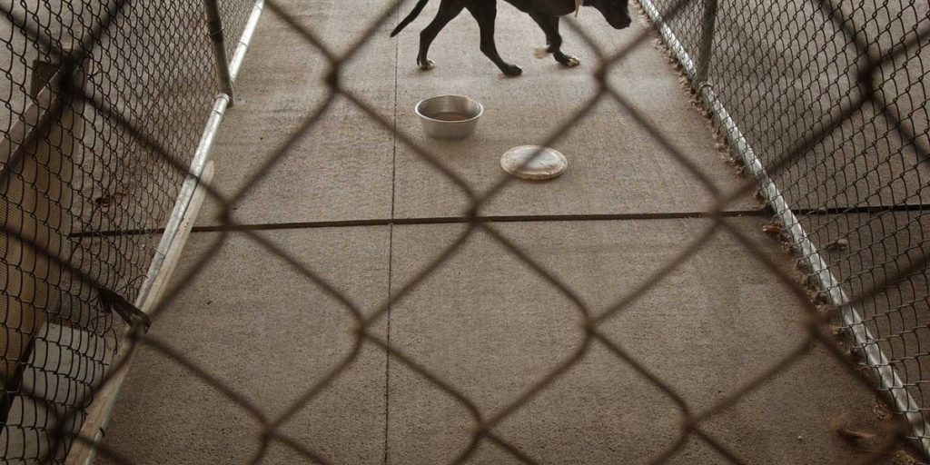 Security footage shows pit bulls entering a home through doggy doors, leaving blood everywhere.