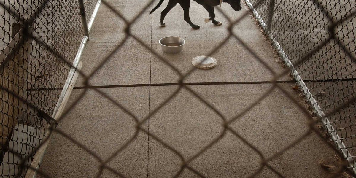 Security footage shows pit bulls entering a home through doggy doors, leaving blood everywhere.