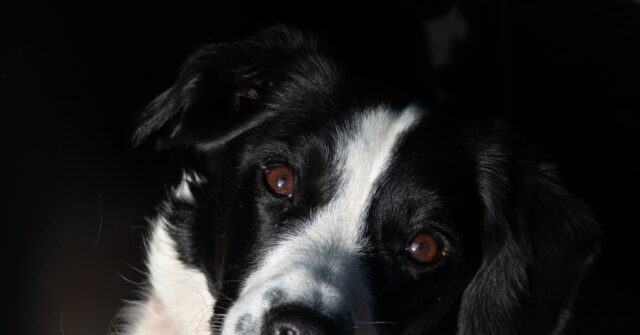 See 36 Border Collies Covered in Waste Rescued from a Florida House