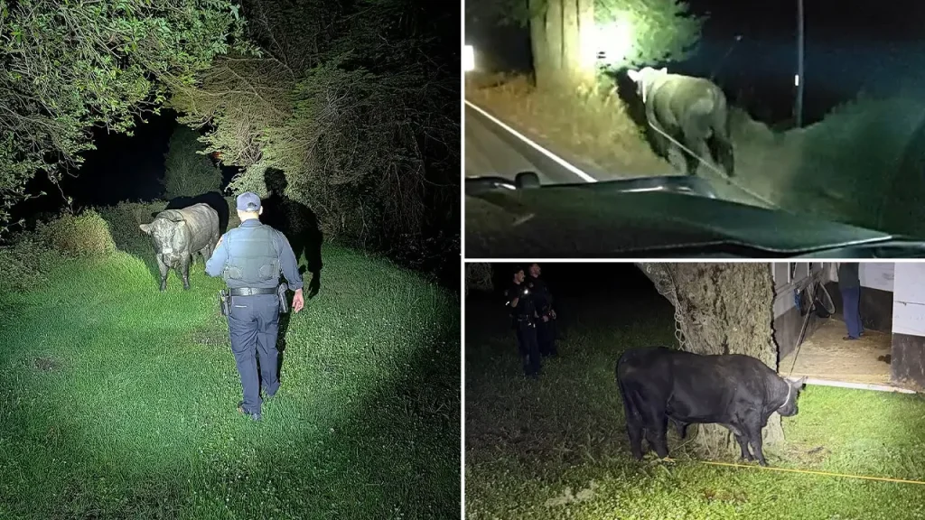 Sheriff and highway patrol capture a wandering bull on Highway 35