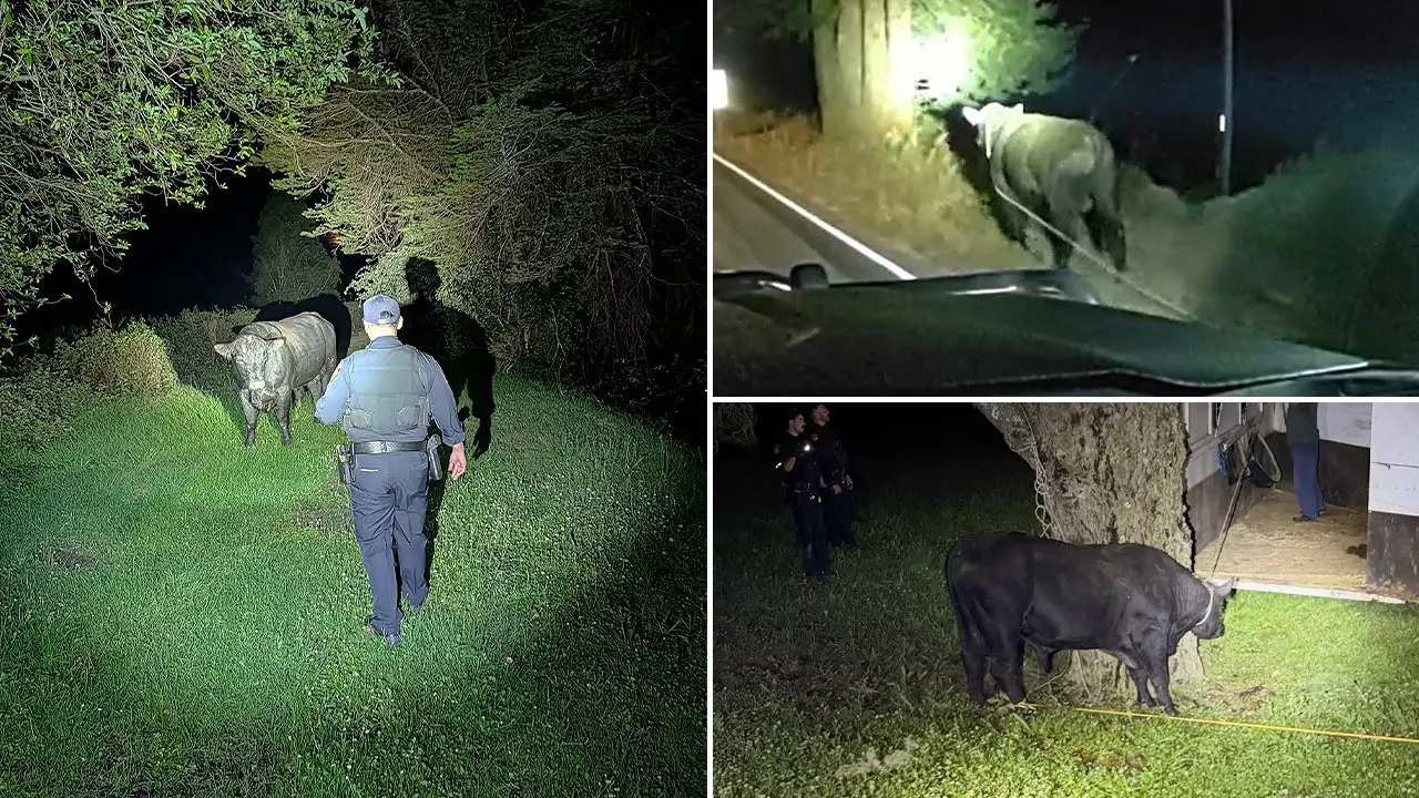 Sheriff and highway patrol capture a wandering bull on Highway 35