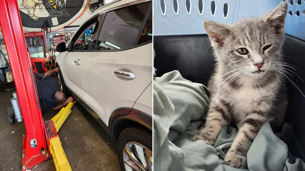 Small kitten traveled hundreds of miles stuck in a car from New Jersey to Georgia