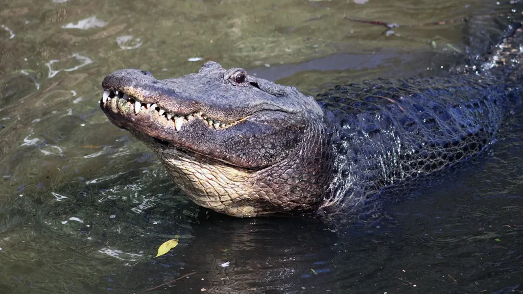 The son of a Florida alligator attack victim claims that tourists and TikTok users are encouraging the alligators.