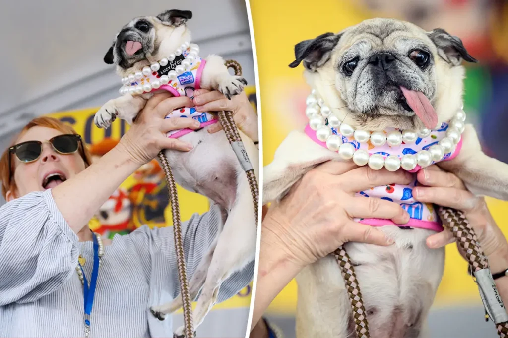 The world's least attractive dog, a rescue pug named Jinny Lu, is awarded $5,000.
