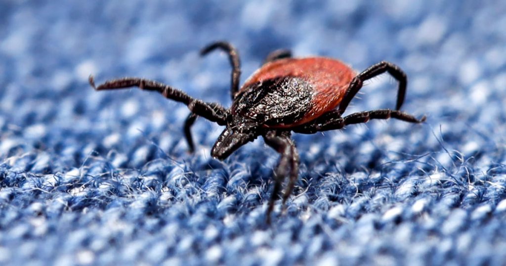 Ticks that spread Lyme and other illnesses are moving south. Are doctors prepared?